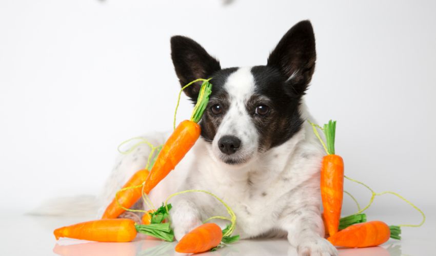 Top Diet and Exercise Guidelines to Prevent Obesity in Dogs